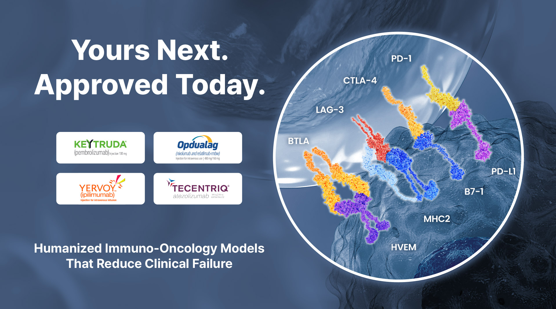 Yours Next. Approved Today. – Humanized Immuno-Oncology Models That Reduce Clinical Failure