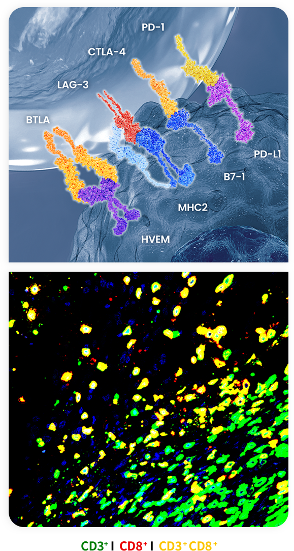 Immune Checkpoint Molecules