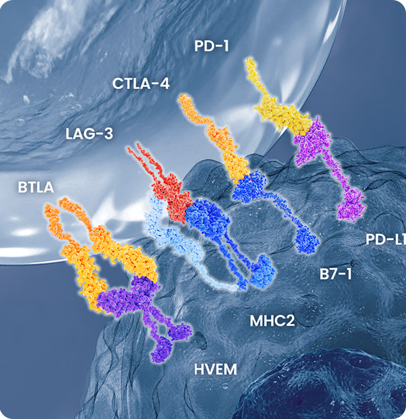 Immune Checkpoint Molecules